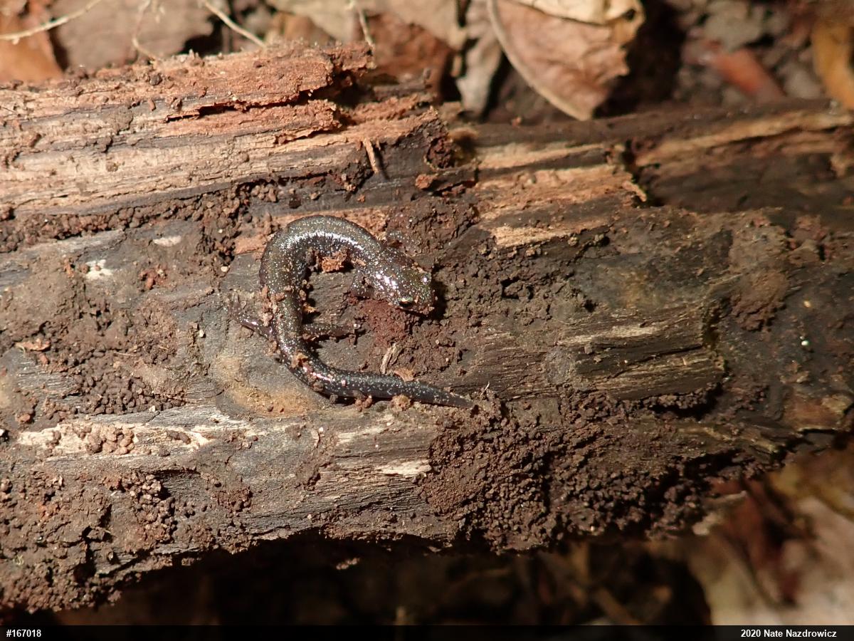 Eastern Red-backed  Salamander