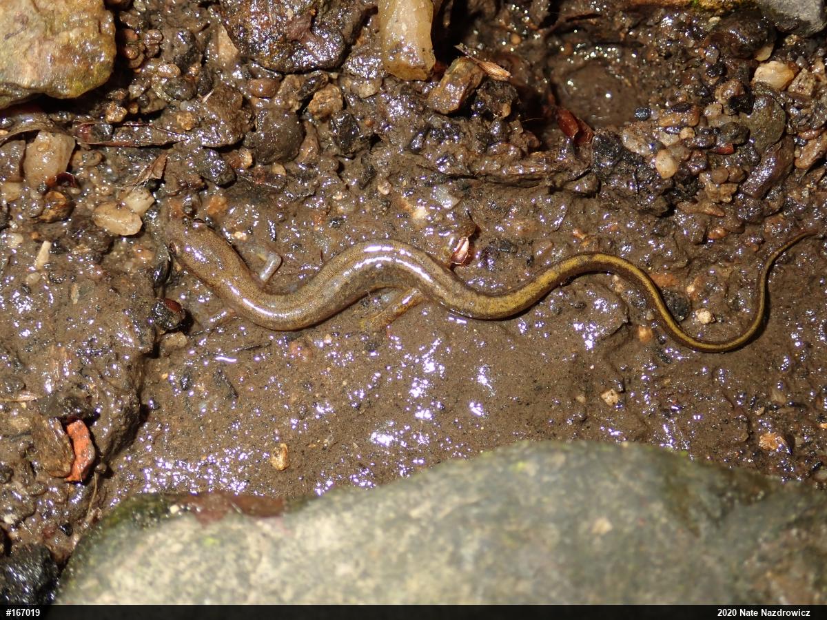 Northern Two-lined Salamander