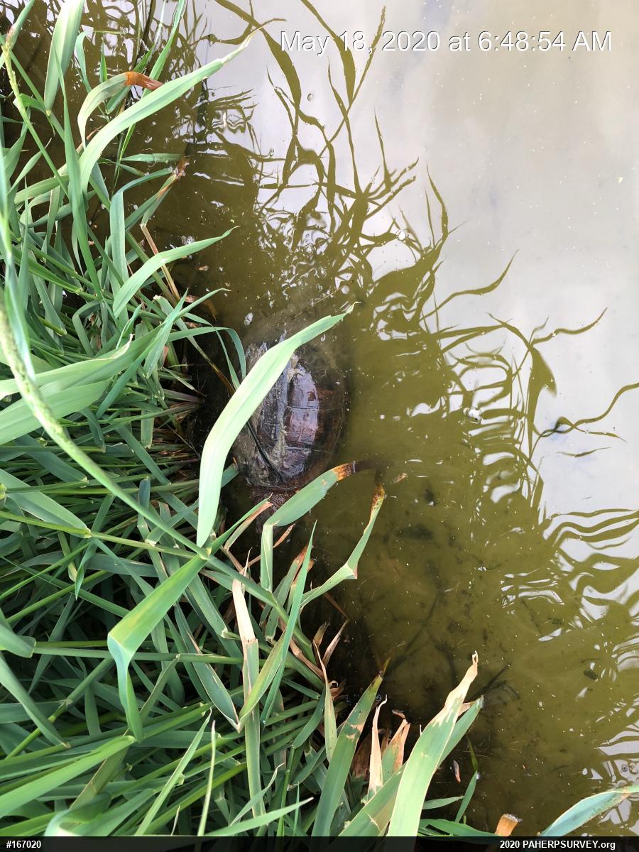 Snapping Turtle