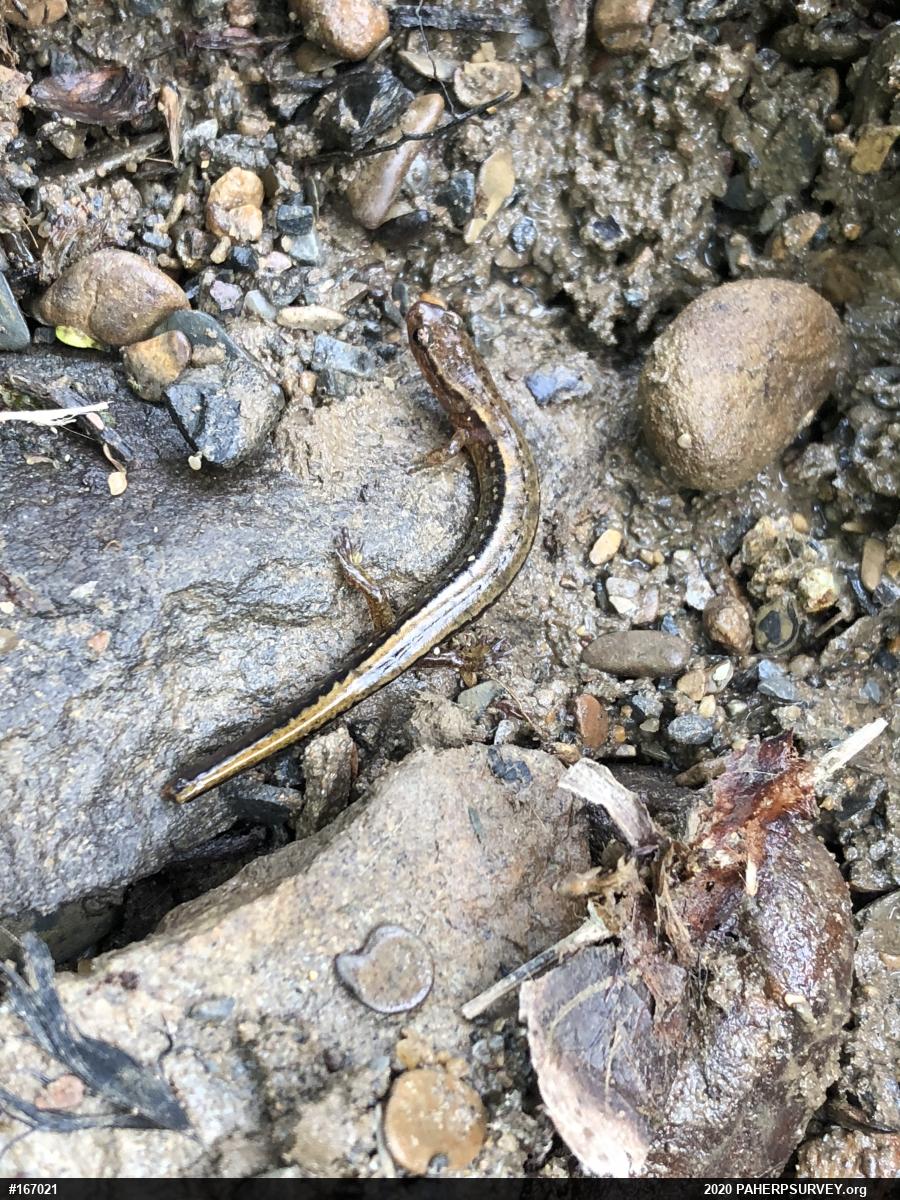 Northern Two-lined Salamander