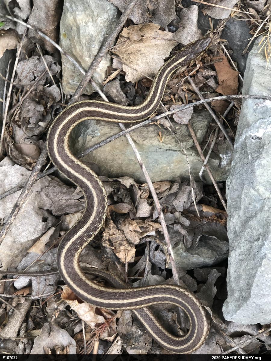 Eastern Gartersnake