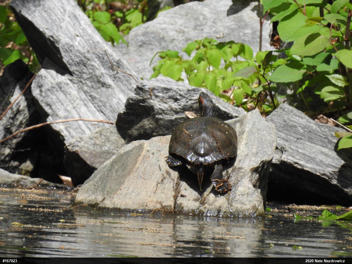 Red-eared Slider