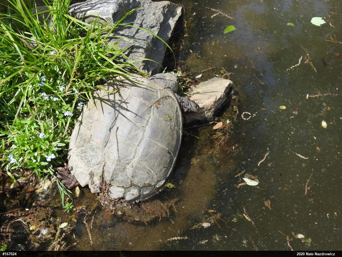 Snapping Turtle