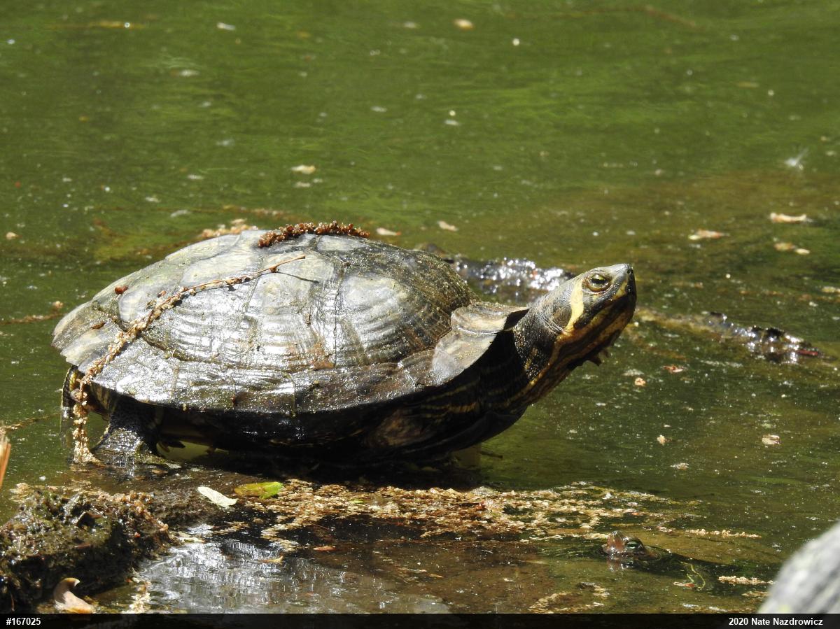 Yellow-bellied Slider