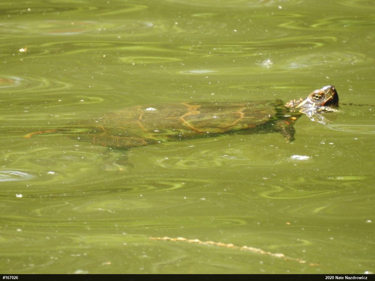 Eastern Painted Turtle