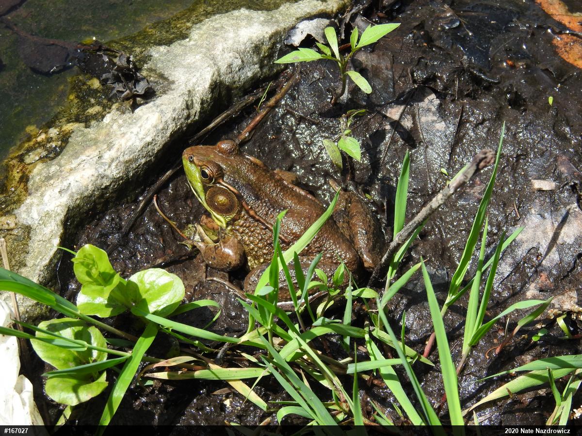 Green Frog