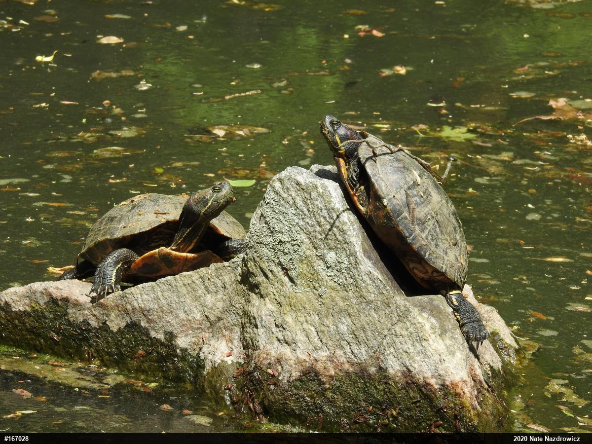 Red-eared Slider