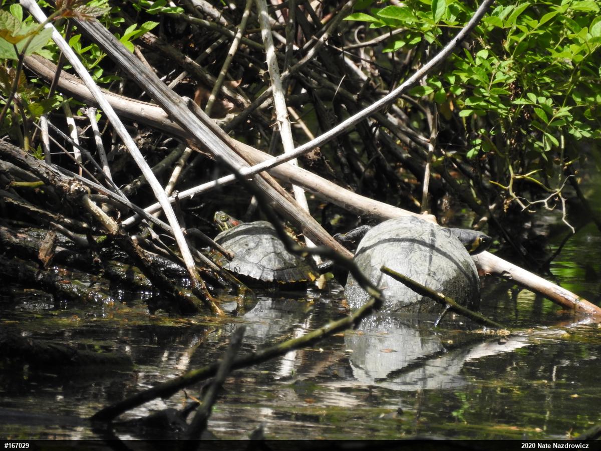 Yellow-bellied Slider