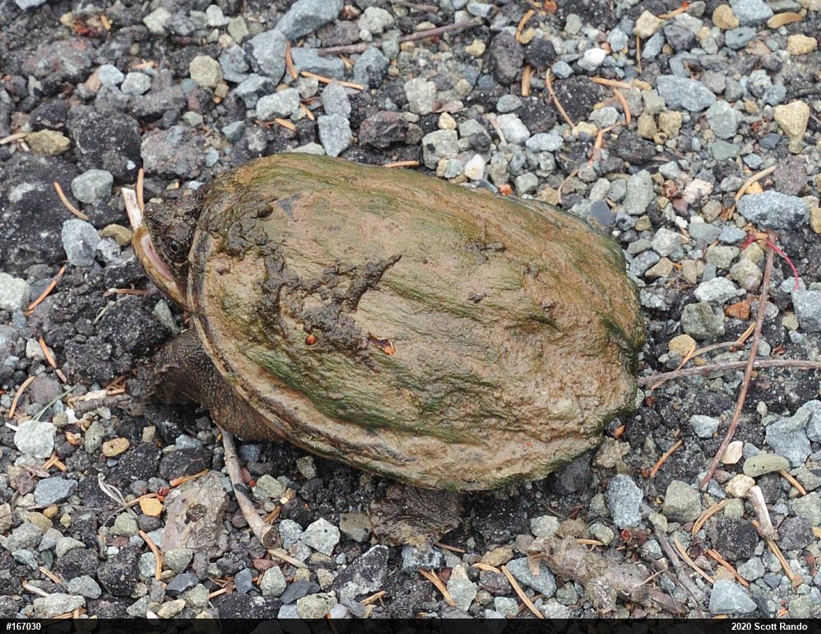 Snapping Turtle