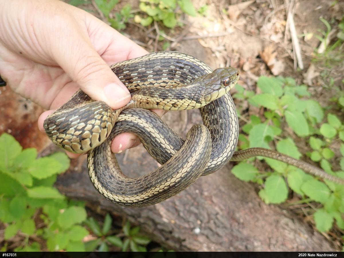 Eastern Gartersnake