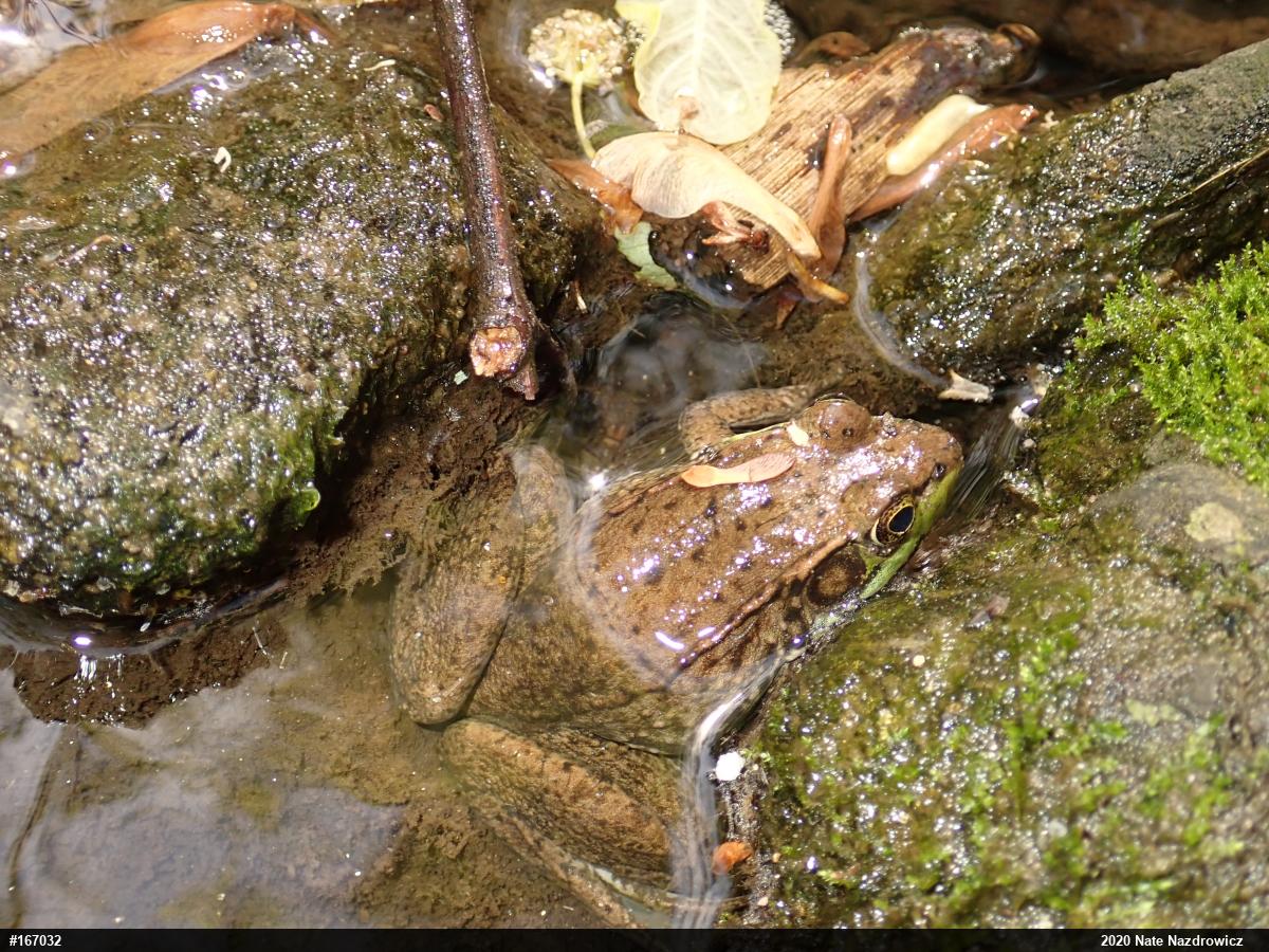Green Frog