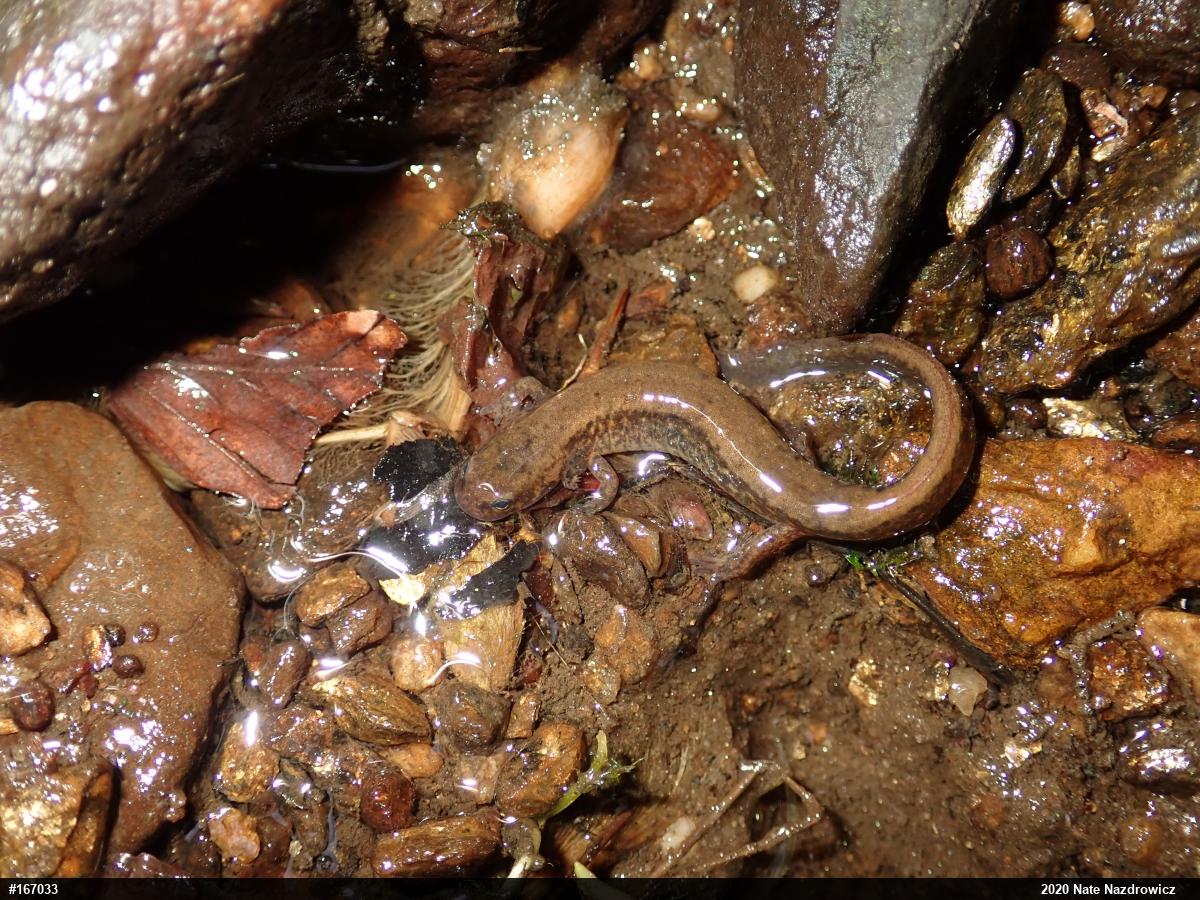 Northern Two-lined Salamander
