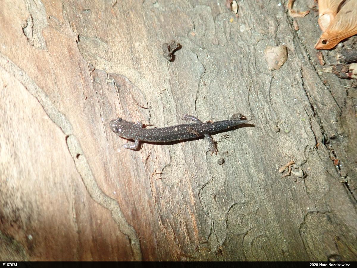 Eastern Red-backed  Salamander