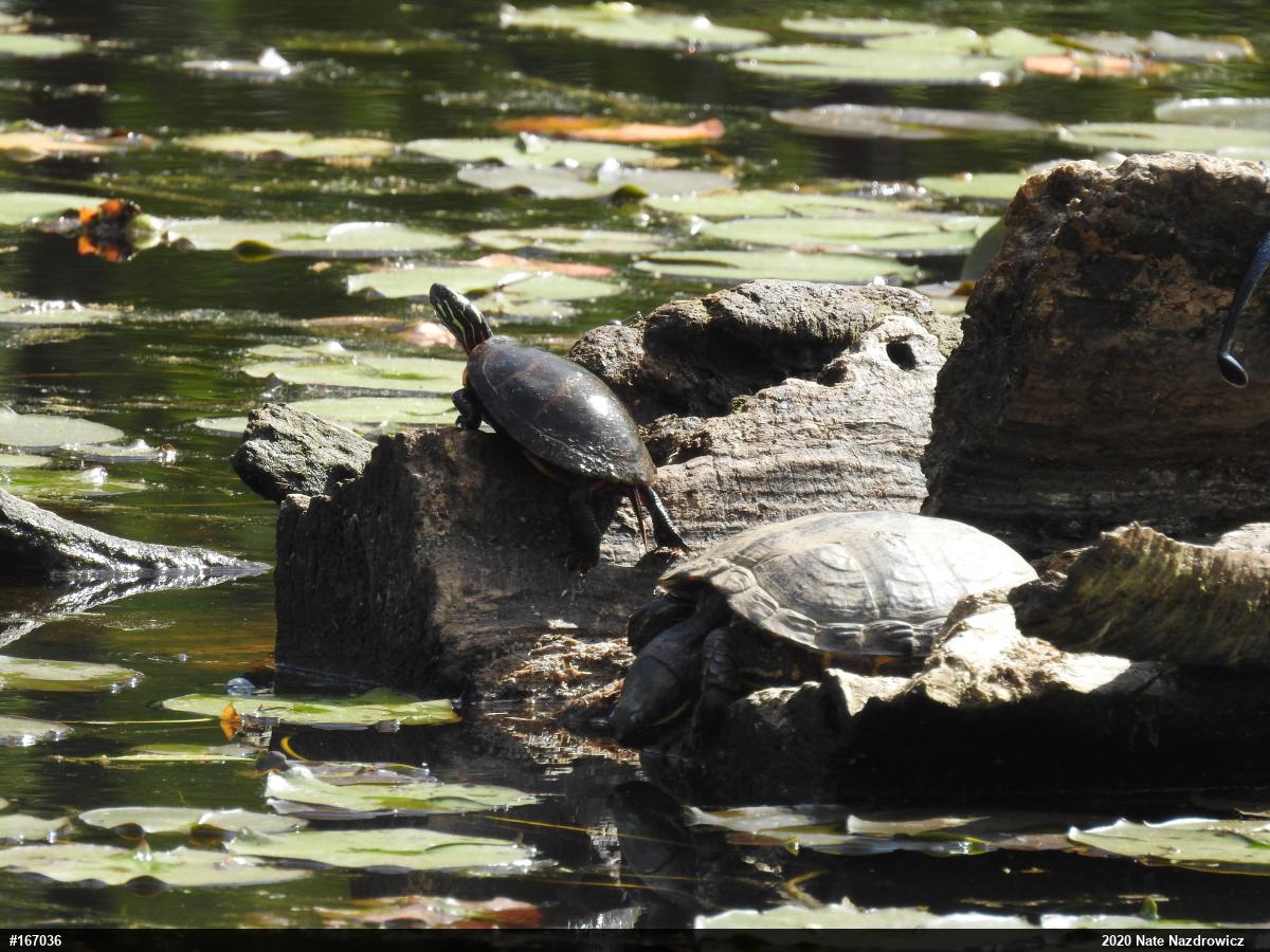 Red-eared Slider