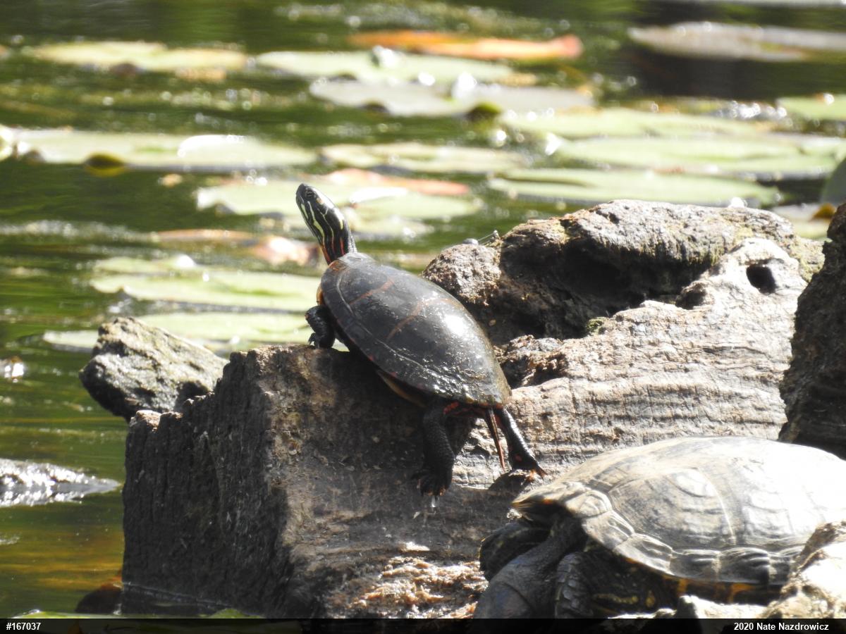 Painted Turtle