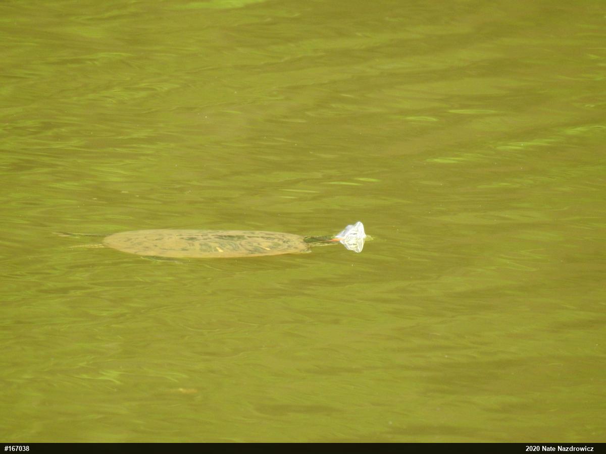 Red-eared Slider