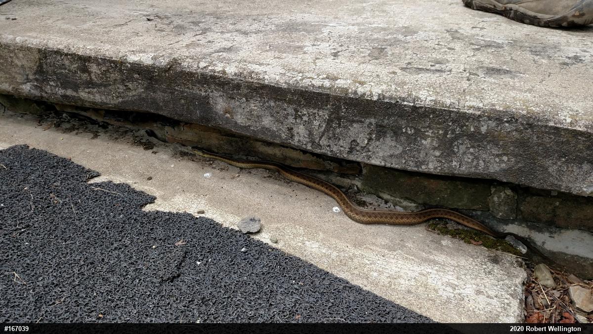 Eastern Gartersnake