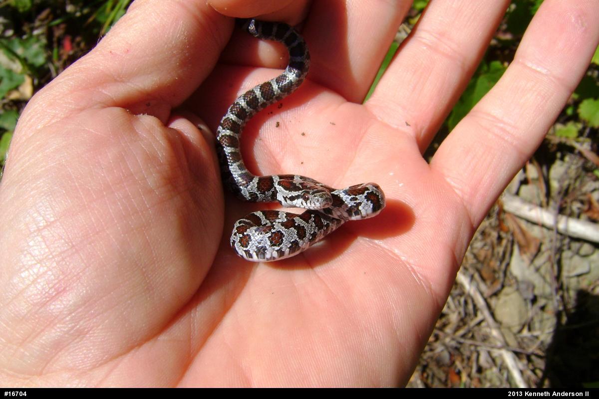 Eastern Milksnake
