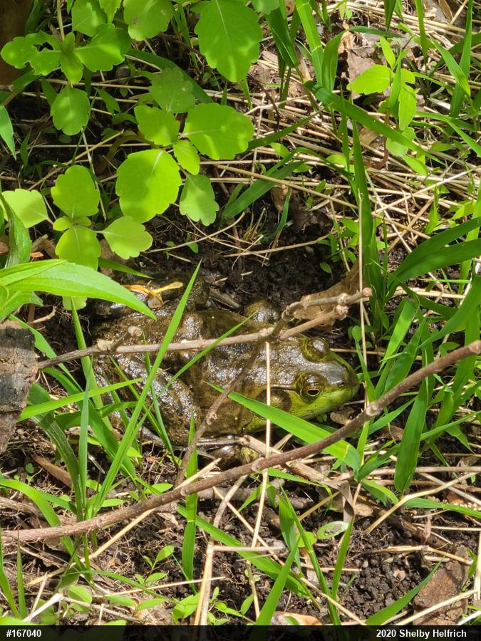 American Bullfrog
