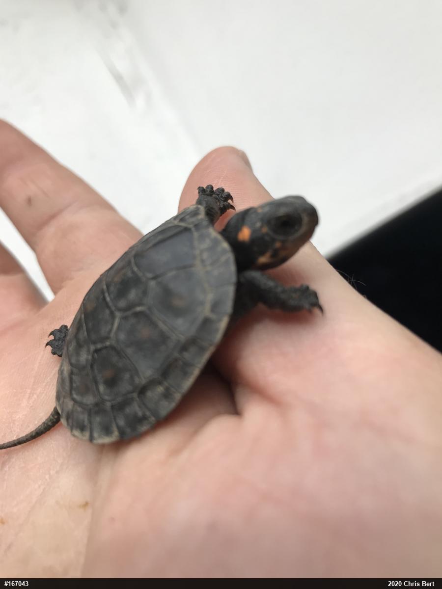 Spotted Turtle