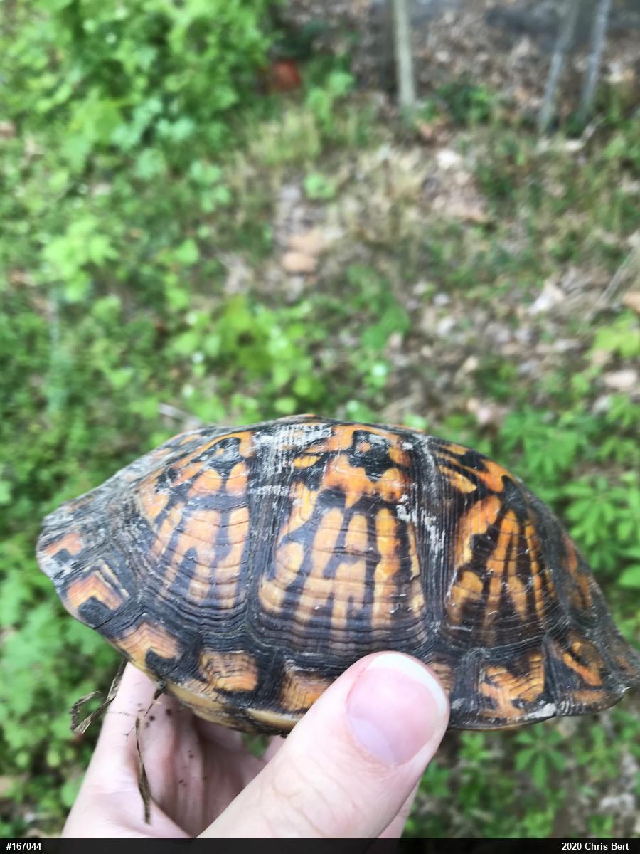 Eastern Box Turtle