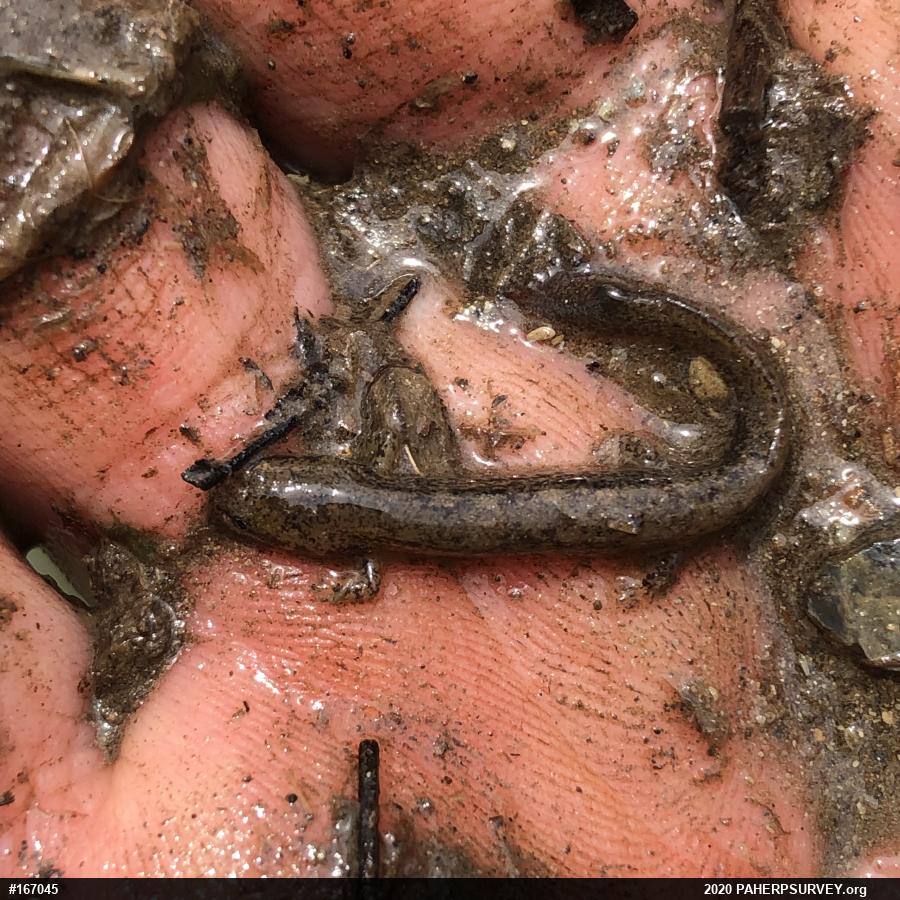 Northern Two-lined Salamander