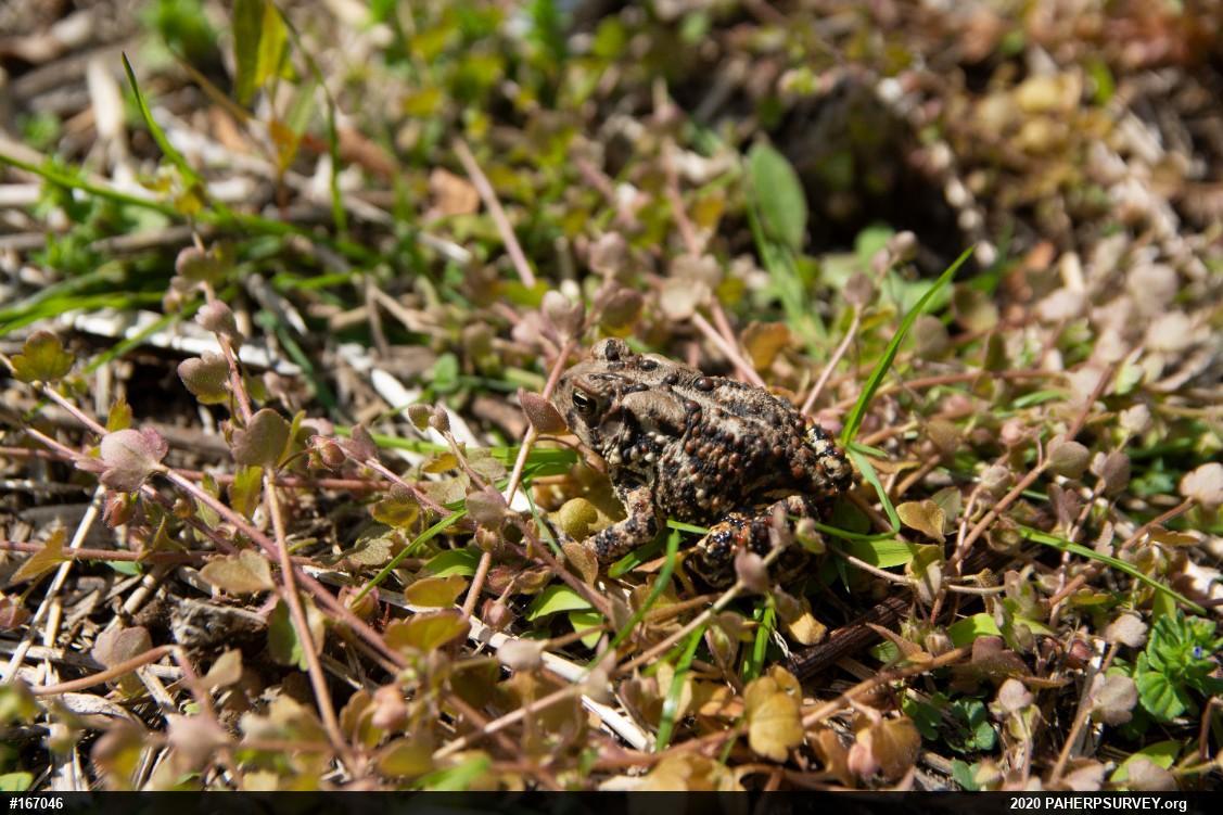 Eastern American Toad