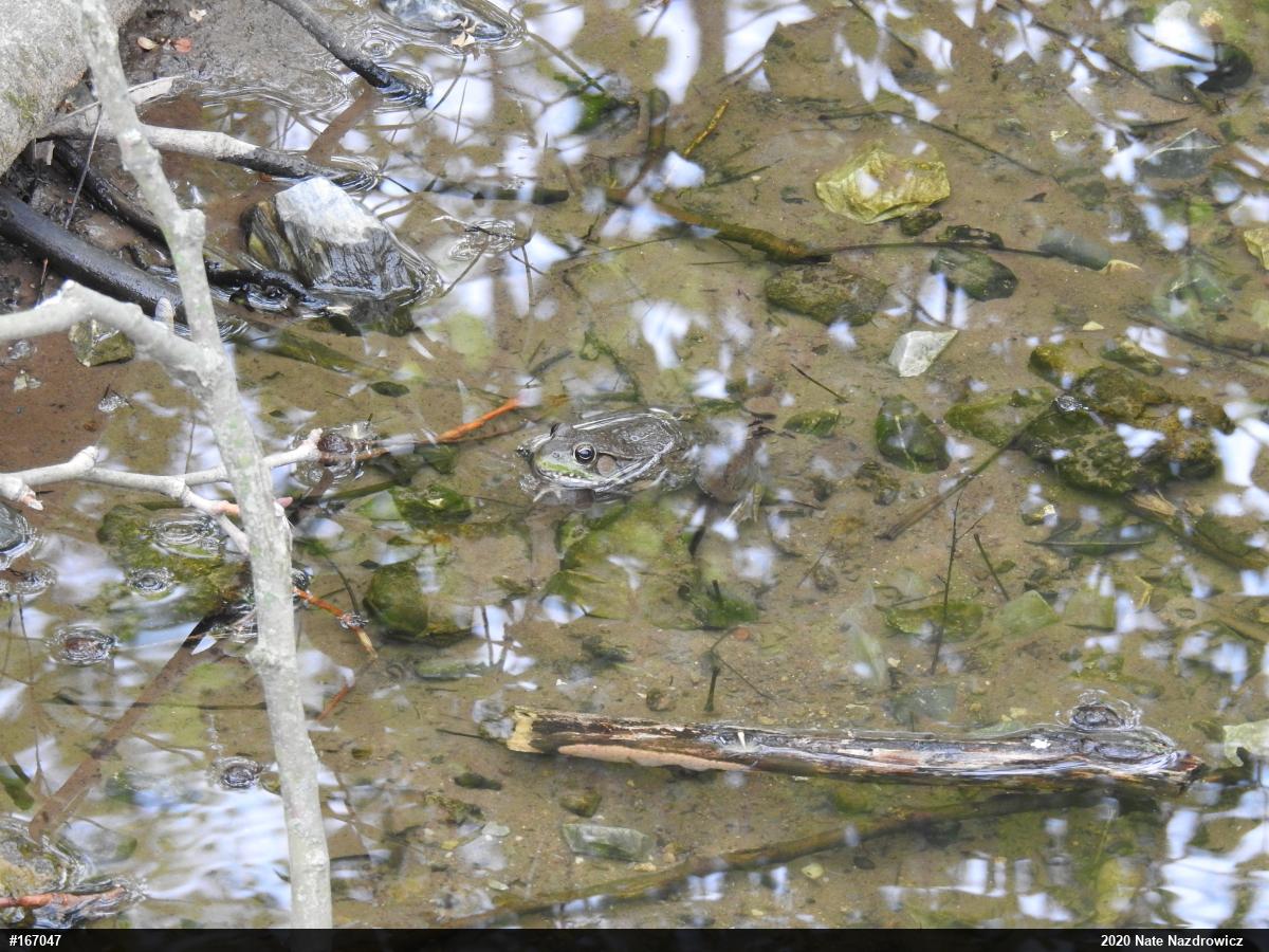 Green Frog