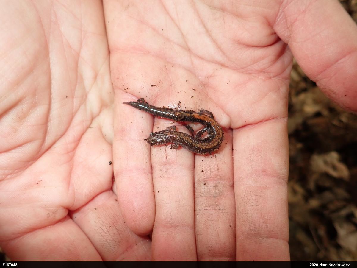 Eastern Red-backed  Salamander