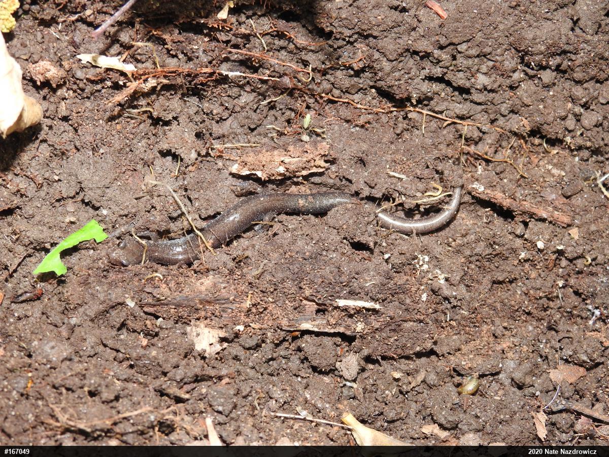 Eastern Red-backed  Salamander