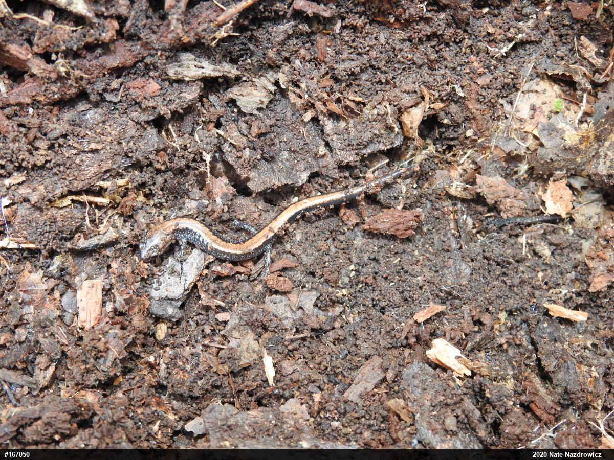 Eastern Red-backed  Salamander
