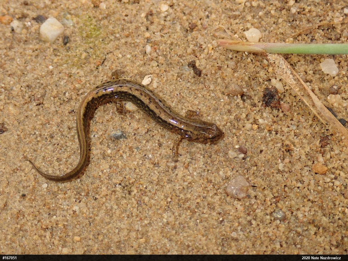 Northern Two-lined Salamander