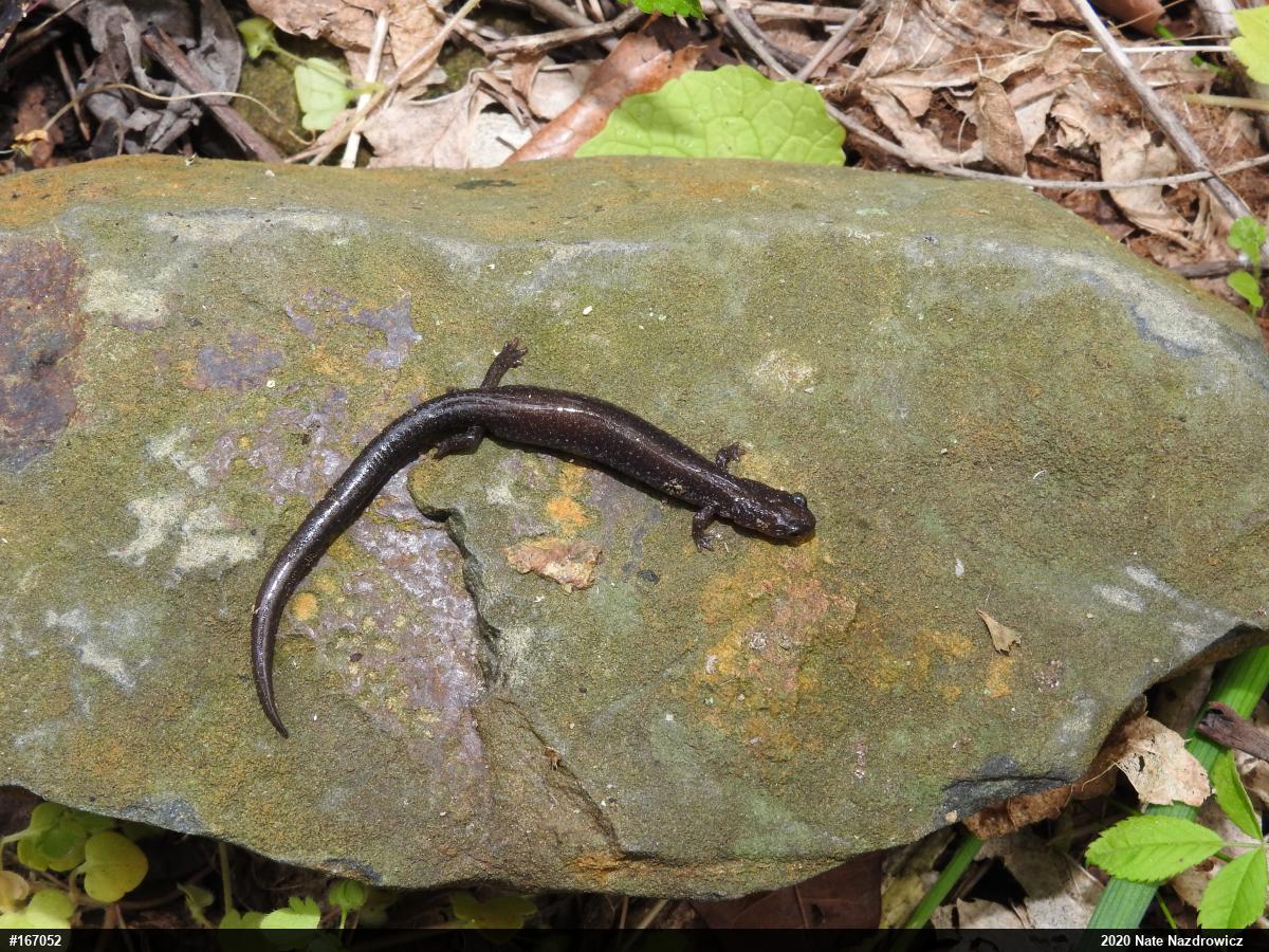 Eastern Red-backed  Salamander