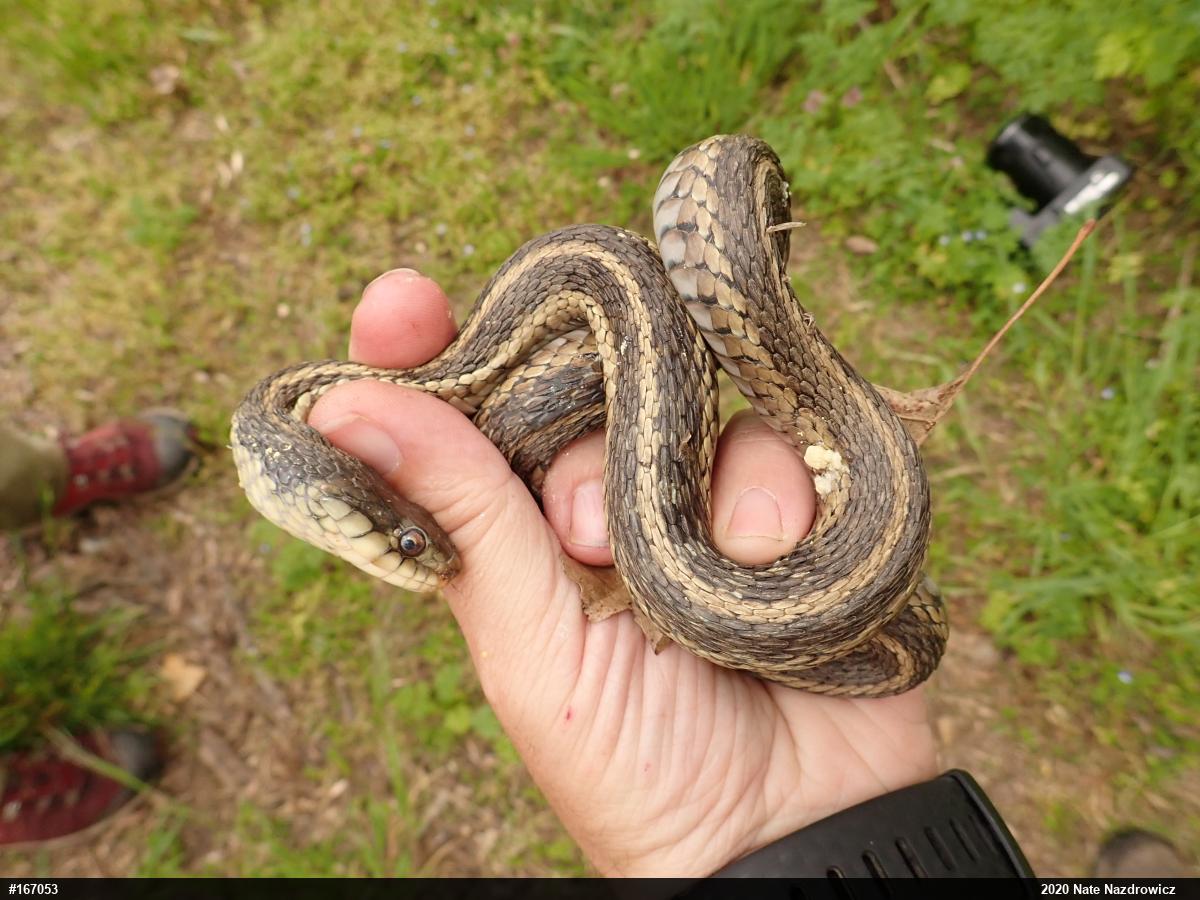 Eastern Gartersnake