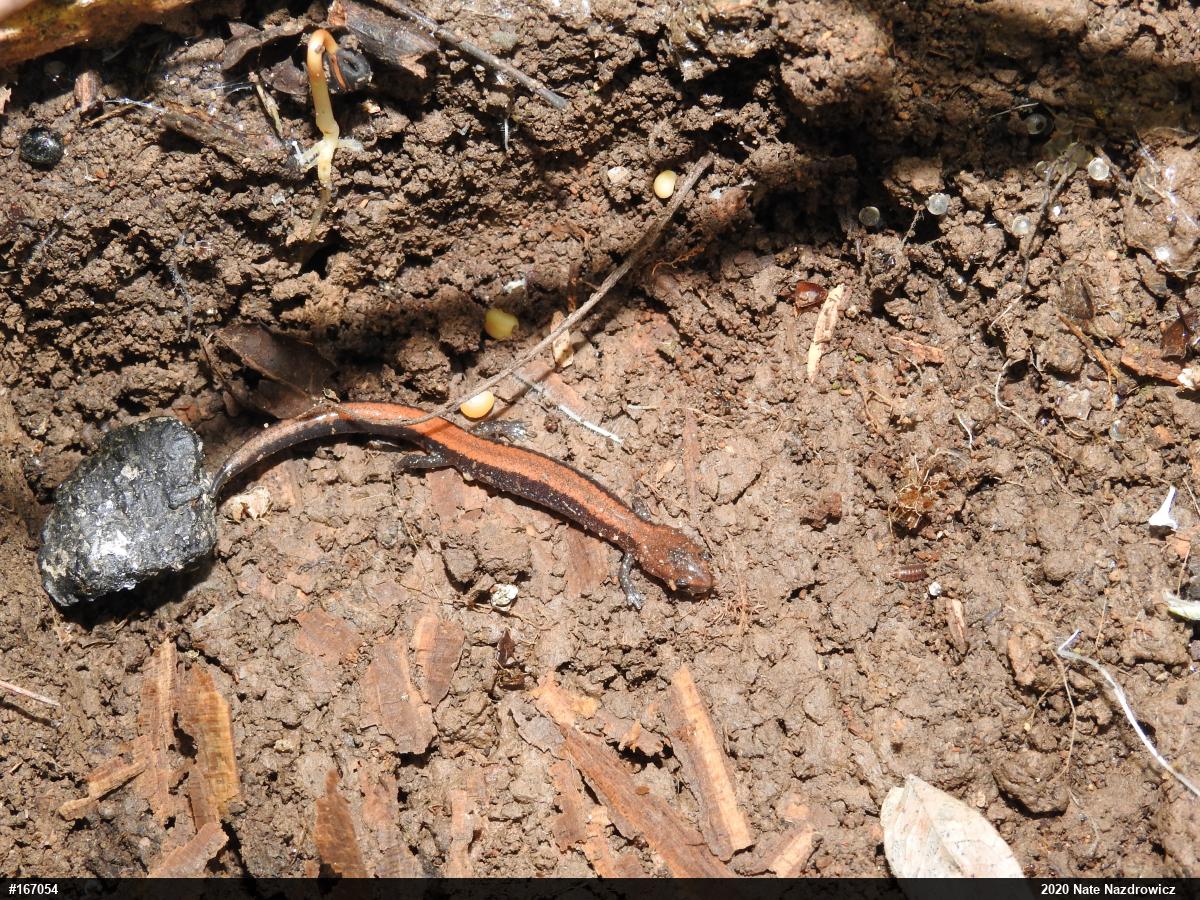 Eastern Red-backed  Salamander