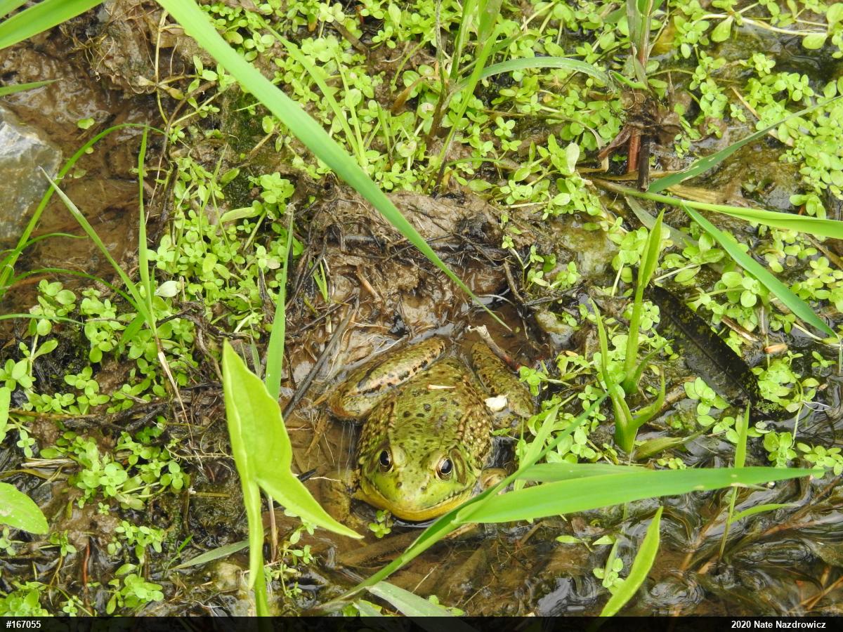 Green Frog