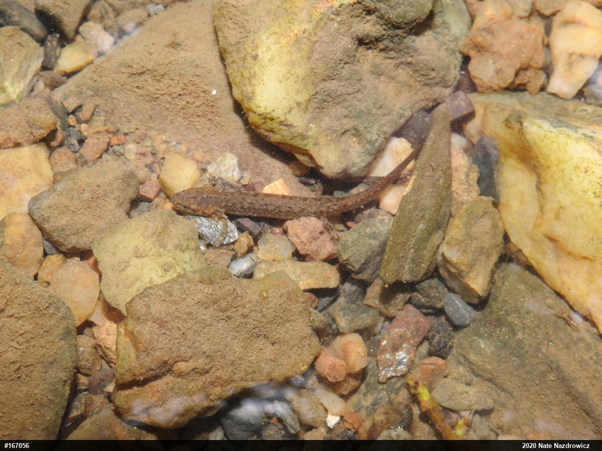 Northern Two-lined Salamander
