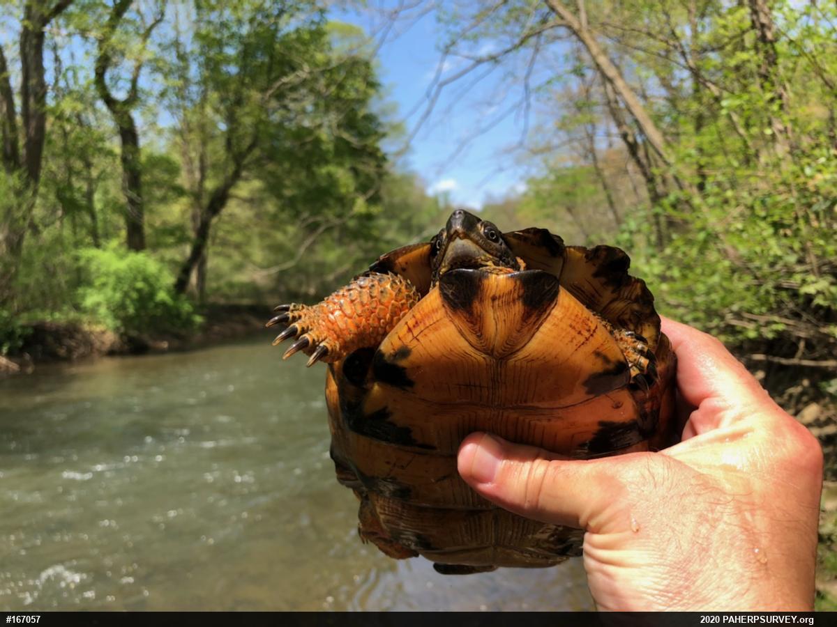 Wood Turtle