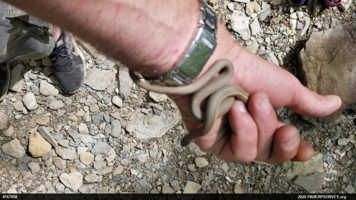 Queensnake