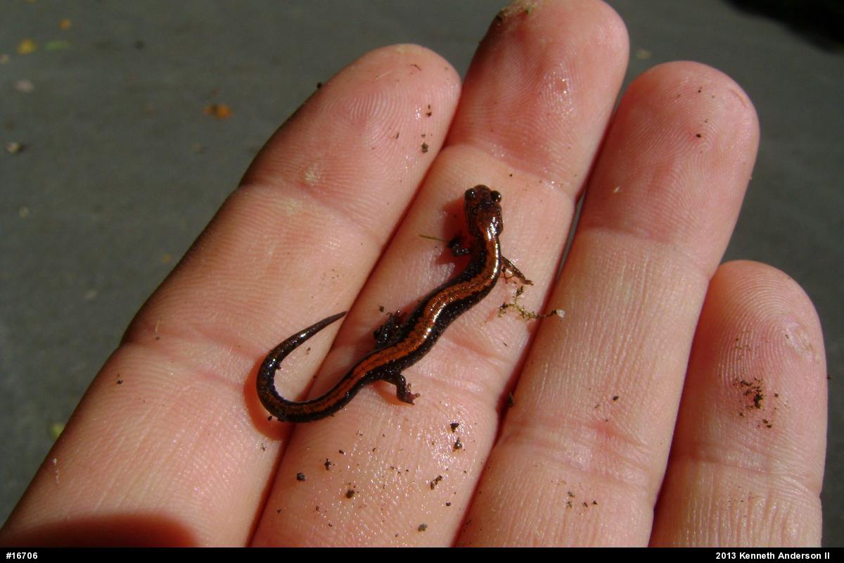 Eastern Red-backed  Salamander