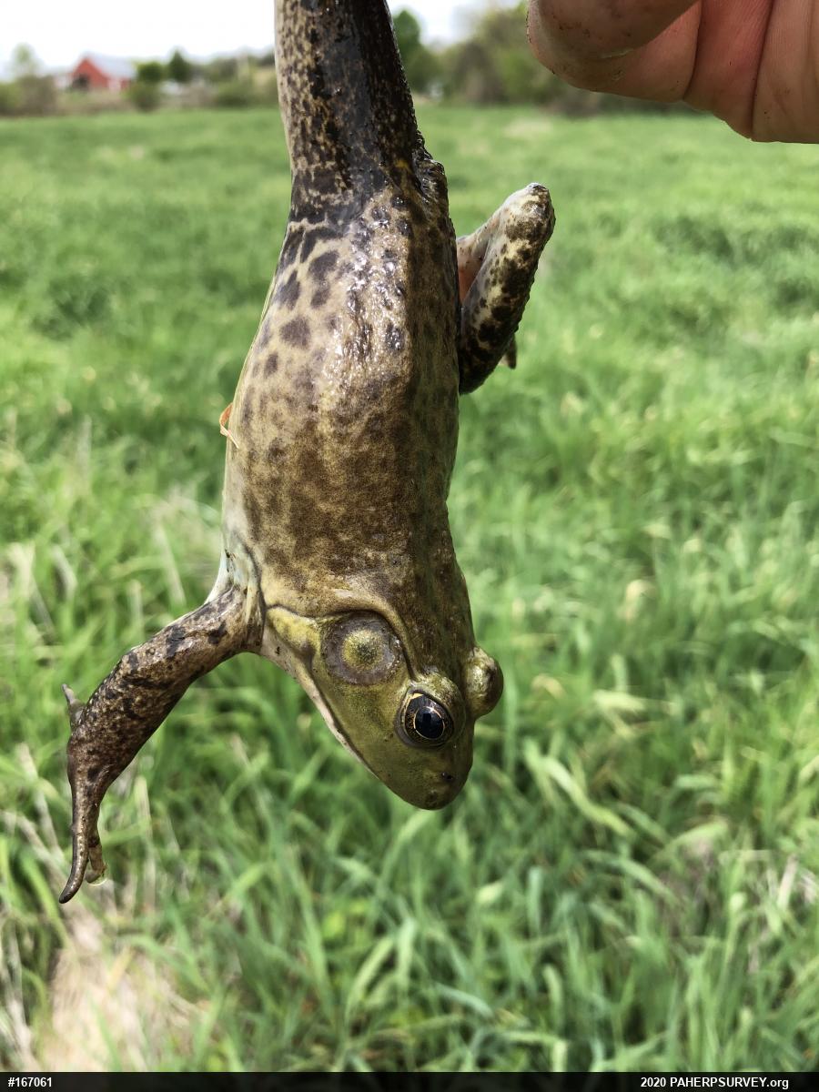 American Bullfrog