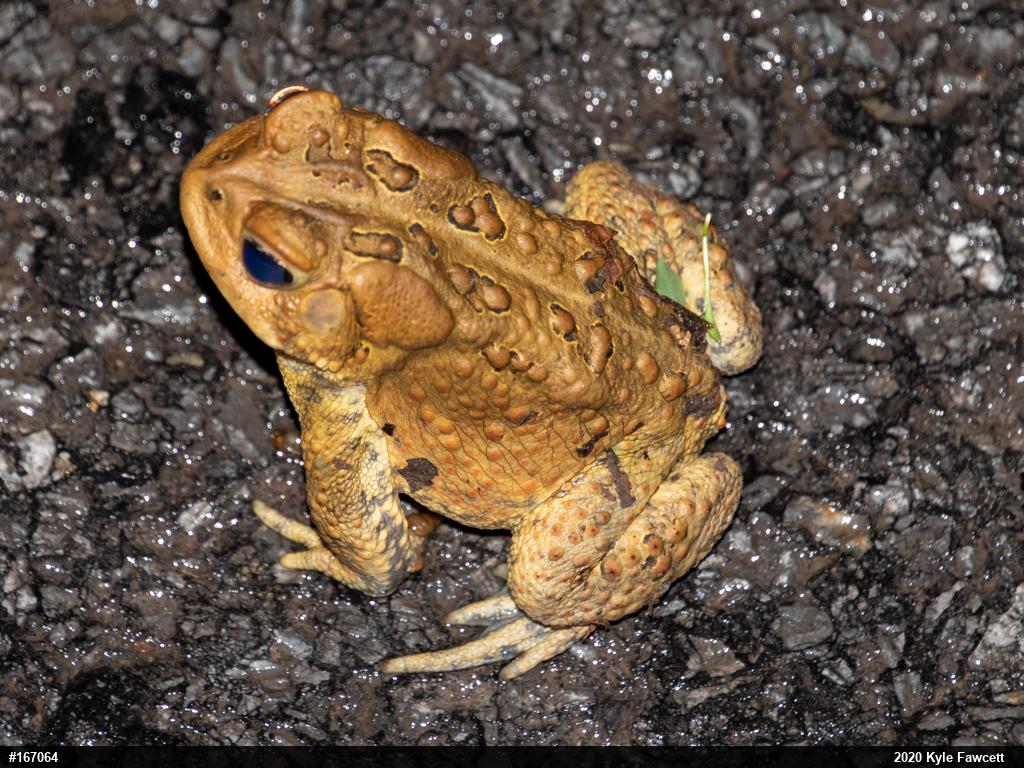 Eastern American Toad
