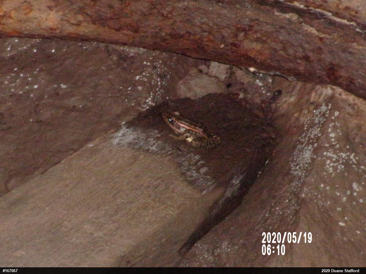 Pickerel Frog