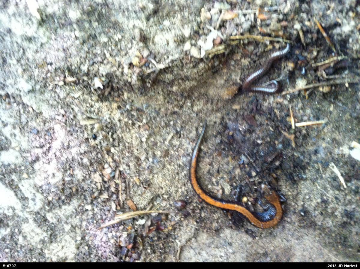 Eastern Red-backed  Salamander