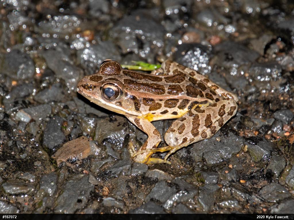 Pickerel Frog