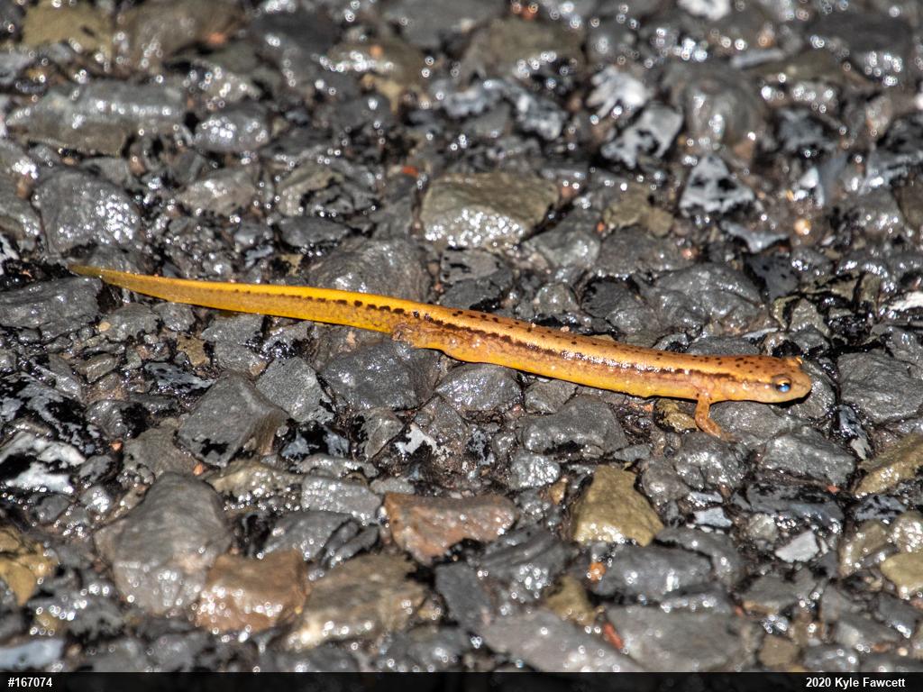 Northern Two-lined Salamander