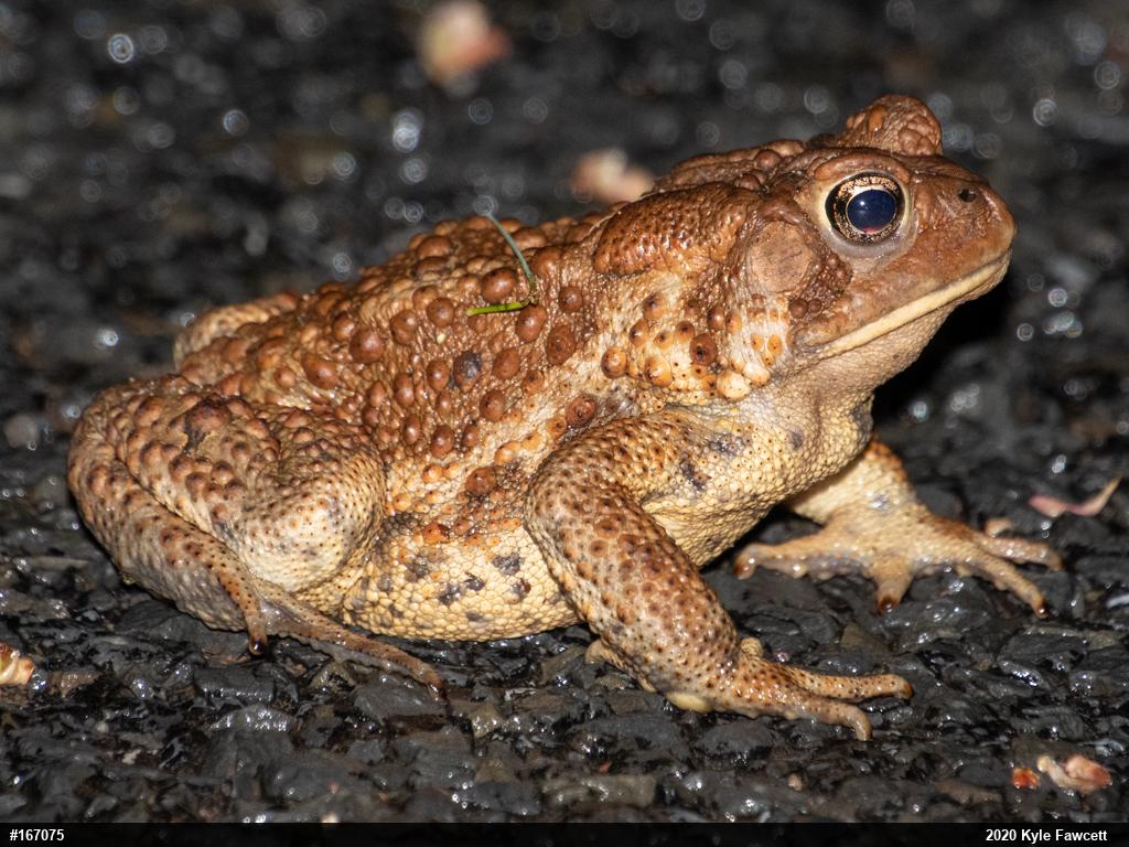 Eastern American Toad