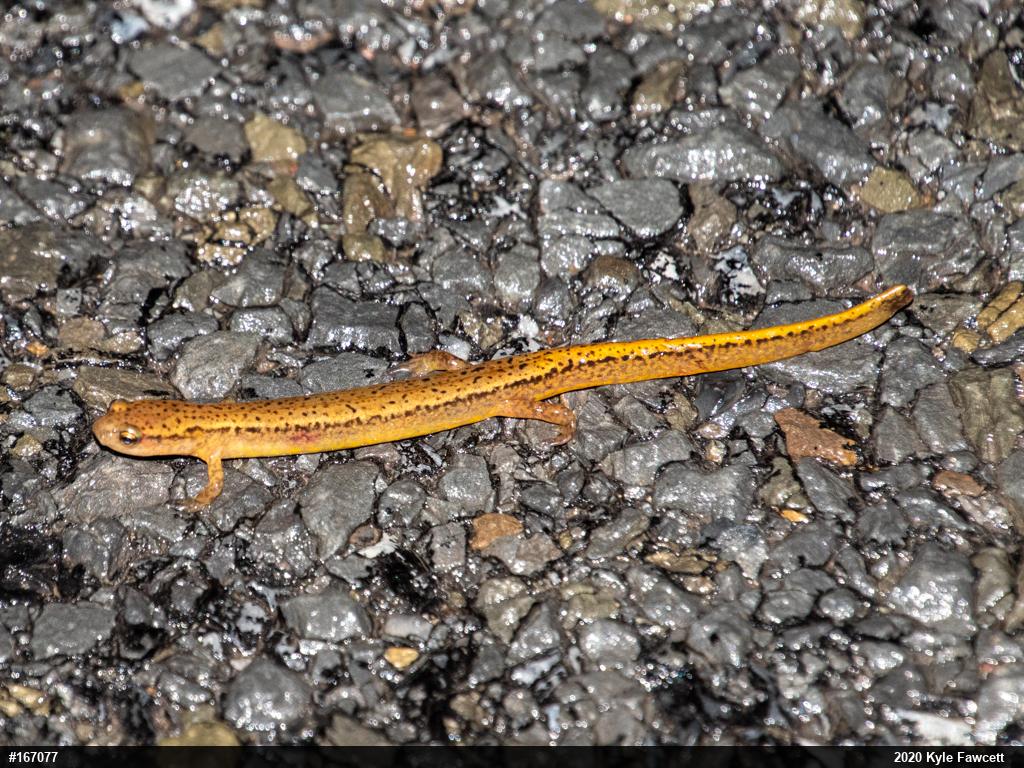 Northern Two-lined Salamander