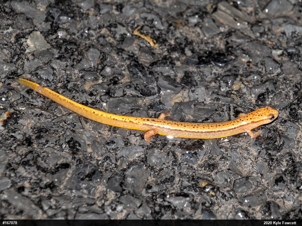 Northern Two-lined Salamander