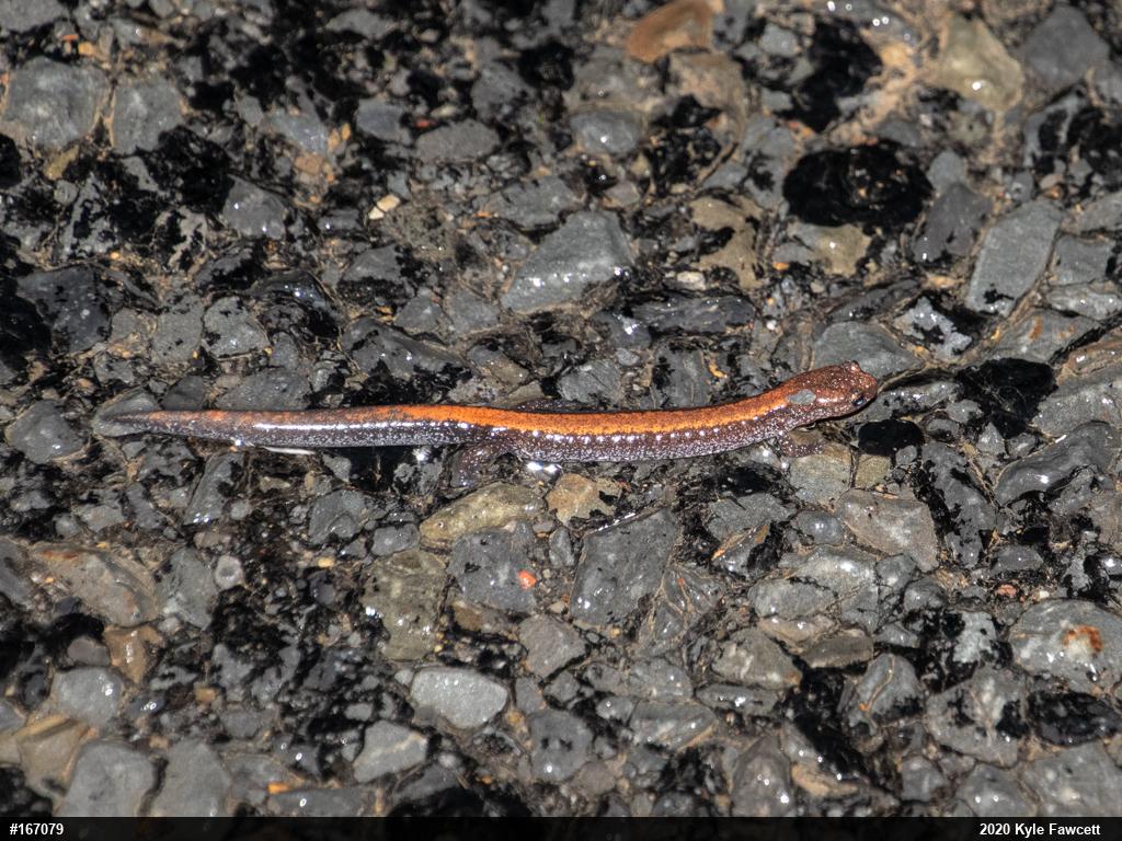 Eastern Red-backed  Salamander